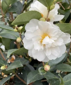 White Camellia Live Plant - Evergreen Shrub, White Blooms, 10-12