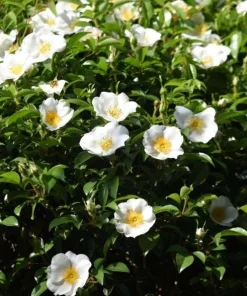 White Camellia Live Plant - Evergreen Shrub, White Blooms, 10-12