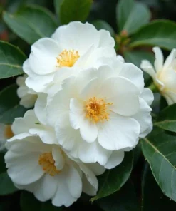 White Camellia Live Plant - Evergreen Shrub, White Blooms, 10-12