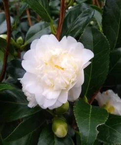White Camellia Live Plant - Evergreen Shrub, White Blooms, 10-12