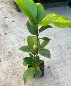 White Camellia Live Plant - Evergreen Shrub, White Blooms, 10-12