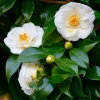 White Camellia Live Plant - Evergreen Shrub, White Blooms, 10-12" Tall in 4" Pot - Image 1