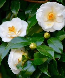 White Camellia Live Plant - Evergreen Shrub, White Blooms, 10-12" Tall in 4" Pot - Image 1