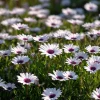 White Cape Daisy Seeds - 60 Count Osteospermum spp. Perennial Pollinator Blooms - Image 1