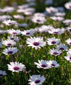 White Cape Daisy Seeds - 60 Count Osteospermum spp. Perennial Pollinator Blooms - Image 1