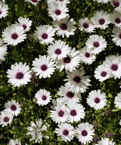 White Cape Daisy Seeds - 60 Count Osteospermum spp. Perennial Pollinator Blooms - Image 2