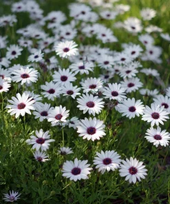 White Cape Daisy Seeds - 60 Count Osteospermum spp. Perennial Pollinator Blooms - Image 3