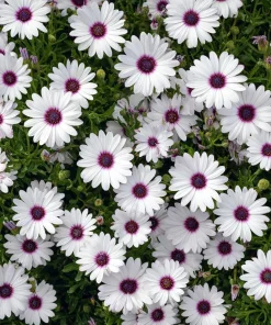 White Cape Daisy Seeds - 60 Count Osteospermum spp. Perennial Pollinator Blooms - Image 4