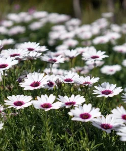 White Cape Daisy Seeds - 60 Count Osteospermum spp. Perennial Pollinator Blooms - Image 5