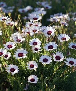 White Cape Daisy Seeds - 60 Count Osteospermum spp. Perennial Pollinator Blooms - Image 6