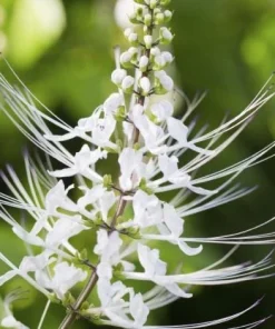 White Cat Whiskers Live Plant - Set of 2, Perennial Shrub, 4-6 Inch Tall for Outdoor Garden - Image 2