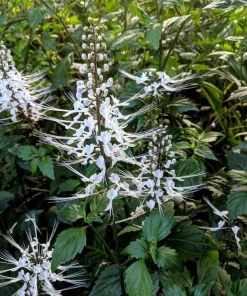 White Cat Whiskers Live Plant - Set of 2, Perennial Shrub, 4-6 Inch Tall for Outdoor Garden - Image 3
