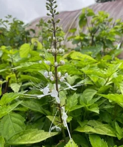 White Cat Whiskers Live Plant - Set of 2, Perennial Shrub, 4-6 Inch Tall for Outdoor Garden - Image 4