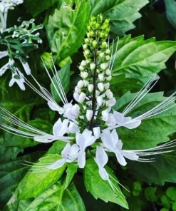 White Cat Whiskers Live Plant - Set of 2, Perennial Shrub, 4-6 Inch Tall for Outdoor Garden - Image 5