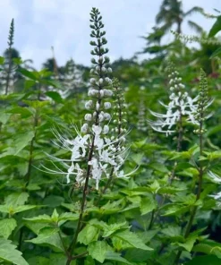 White Cat Whiskers Live Plant - Set of 2, Perennial Shrub, 4-6 Inch Tall for Outdoor Garden - Image 6