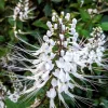 White Cat Whiskers Live Plant - Set of 2, Perennial Shrub, 4-6 Inch Tall for Outdoor Garden - Image 1