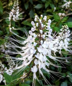 White Cat Whiskers Live Plant - Set of 2, Perennial Shrub, 4-6 Inch Tall for Outdoor Garden - Image 1