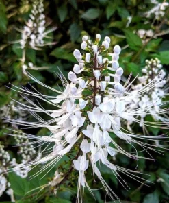White Cat Whiskers Live Plant Set of 3 – Perennial Flowering Shrub 4-6 Inch Tall - Image 2
