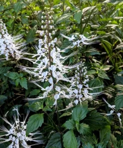 White Cat Whiskers Live Plant Set of 3 – Perennial Flowering Shrub 4-6 Inch Tall - Image 3