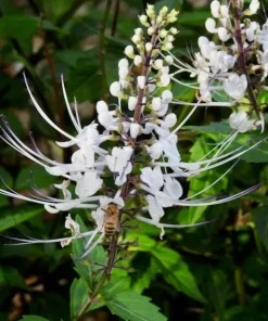 White Cat Whiskers Live Plant Set of 3 – Perennial Flowering Shrub 4-6 Inch Tall - Image 4