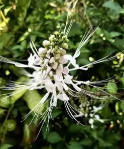 White Cat Whiskers Live Plant Set of 3 – Perennial Flowering Shrub 4-6 Inch Tall - Image 5