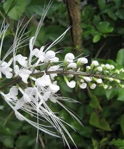 White Cat Whiskers Live Plant Set of 3 – Perennial Flowering Shrub 4-6 Inch Tall - Image 6
