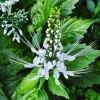White Cat Whiskers Live Plant Set of 3 – Perennial Flowering Shrub 4-6 Inch Tall - Image 1