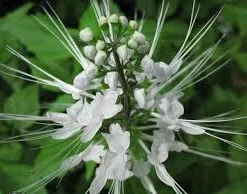White Cat Whiskers Live Plants - Java Tea Shrub - Orthosiphon Stameneus - 2 Pack - 4-6 Inches Tall - Image 2