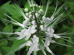 White Cat Whiskers Live Plants - Java Tea Shrub - Orthosiphon Stameneus - 2 Pack - 4-6 Inches Tall - Image 2