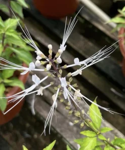 White Cat Whiskers Live Plants - Java Tea Shrub - Orthosiphon Stameneus - 2 Pack - 4-6 Inches Tall - Image 3