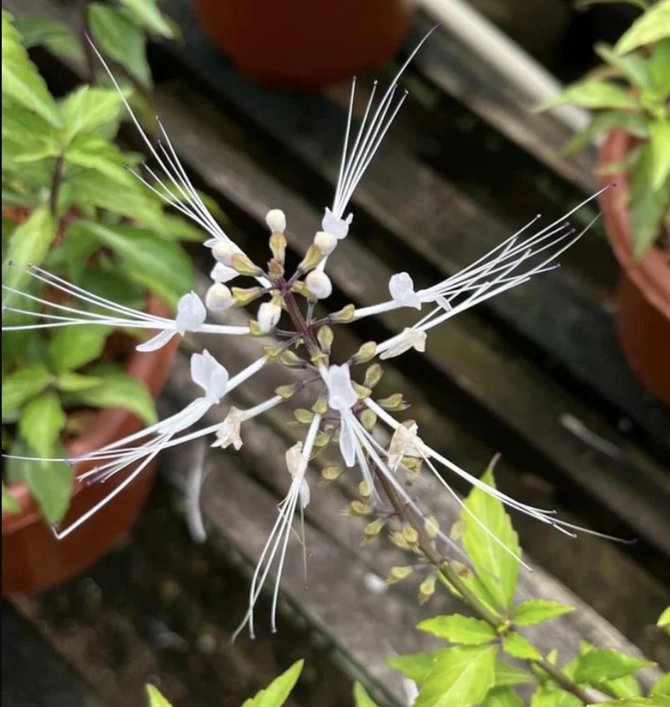 White Cat Whiskers Live Plants - Java Tea Shrub - Orthosiphon Stameneus - 2 Pack - 4-6 Inches Tall - Image 3