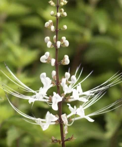 White Cat Whiskers Live Plants - Java Tea Shrub - Orthosiphon Stameneus - 2 Pack - 4-6 Inches Tall - Image 4