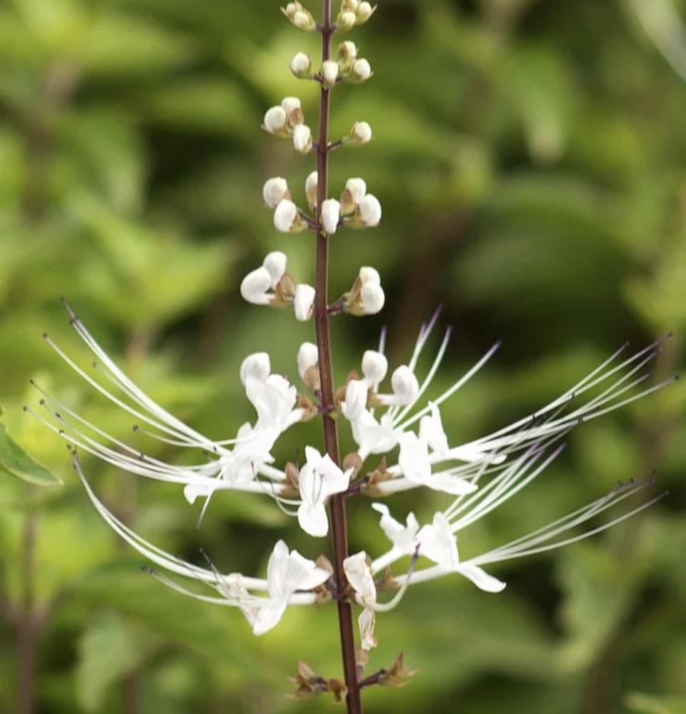 White Cat Whiskers Live Plants - Java Tea Shrub - Orthosiphon Stameneus - 2 Pack - 4-6 Inches Tall - Image 4
