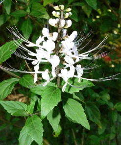 White Cat Whiskers Live Plants - Java Tea Shrub - Orthosiphon Stameneus - 2 Pack - 4-6 Inches Tall - Image 5