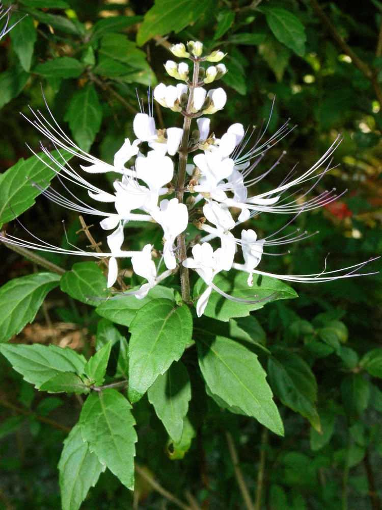 White Cat Whiskers Live Plants - Java Tea Shrub - Orthosiphon Stameneus - 2 Pack - 4-6 Inches Tall - Image 5
