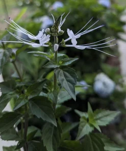 White Cat Whiskers Live Plants - Java Tea Shrub - Orthosiphon Stameneus - 2 Pack - 4-6 Inches Tall - Image 6