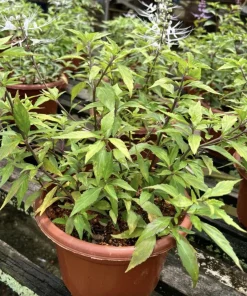 White Cat Whiskers Live Plants - Java Tea Shrub - Orthosiphon Stameneus - 2 Pack - 4-6 Inches Tall - Image 7