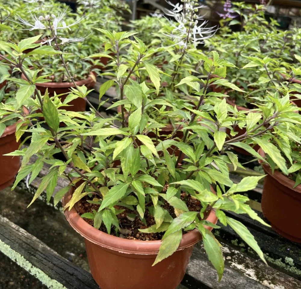 White Cat Whiskers Live Plants - Java Tea Shrub - Orthosiphon Stameneus - 2 Pack - 4-6 Inches Tall - Image 7