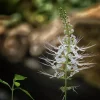 White Cat Whiskers Live Plants - Java Tea Shrub - Orthosiphon Stameneus - 2 Pack - 4-6 Inches Tall - Image 1