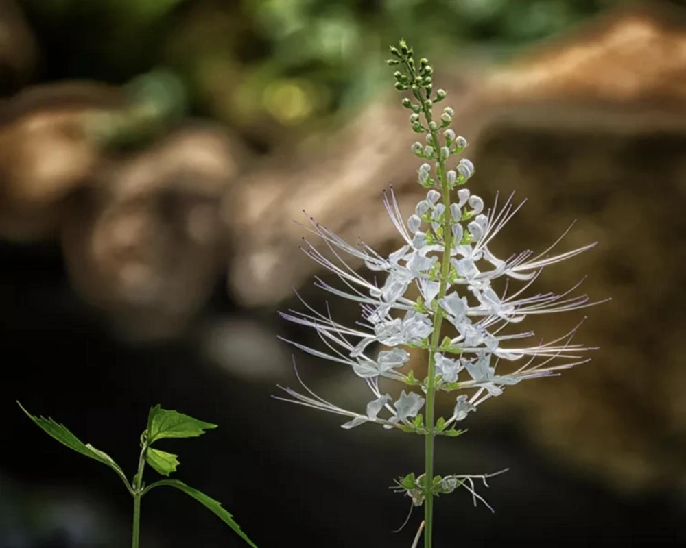 White Cat Whiskers Live Plants - Java Tea Shrub - Orthosiphon Stameneus - 2 Pack - 4-6 Inches Tall - Image 1