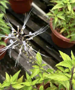 White Cat Whiskers Live Plants - Java Tea Shrub - Orthosiphon Stameneus - 2 Pack - 4-6 Inches Tall - Image 8