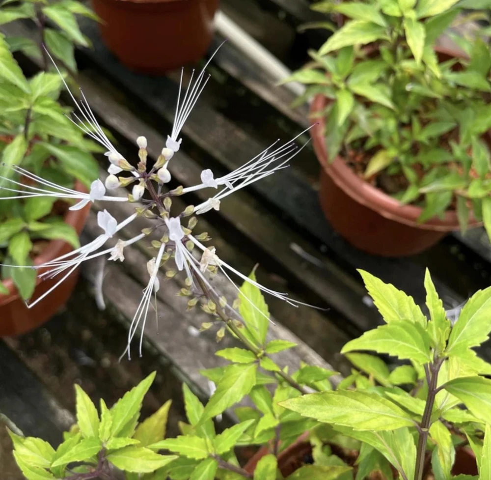 White Cat Whiskers Live Plants - Java Tea Shrub - Orthosiphon Stameneus - 2 Pack - 4-6 Inches Tall - Image 8