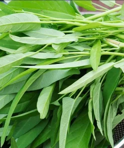 White Chinese Water Spinach Seeds – 1200 Seeds – Warm Weather Vegetable - Image 2