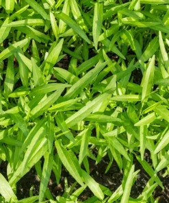 White Chinese Water Spinach Seeds – 1200 Seeds – Warm Weather Vegetable - Image 3