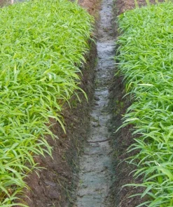 White Chinese Water Spinach Seeds – 1200 Seeds – Warm Weather Vegetable - Image 5