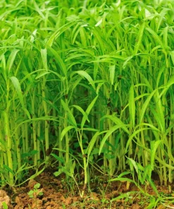 White Chinese Water Spinach Seeds – 1200 Seeds – Warm Weather Vegetable - Image 6