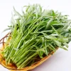 White Chinese Water Spinach Seeds – 1200 Seeds – Warm Weather Vegetable - Image 1