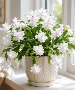 White Christmas Cactus Live Plant - 4-6 Inch Tall Holiday Succulent, Indoor - Image 2