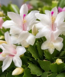 White Christmas Cactus Live Plant - 4-6 Inch Tall Holiday Succulent, Indoor - Image 3