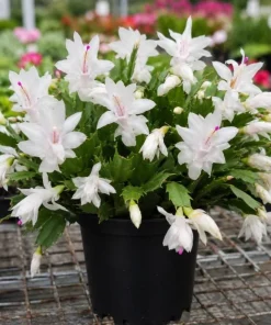 White Christmas Cactus Live Plant - 4-6 Inch Tall Holiday Succulent, Indoor - Image 4